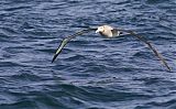 Antipodean Albatrossborder=